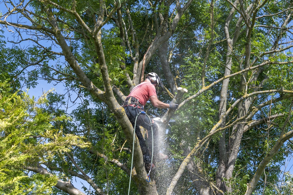 tree trimming Lodi