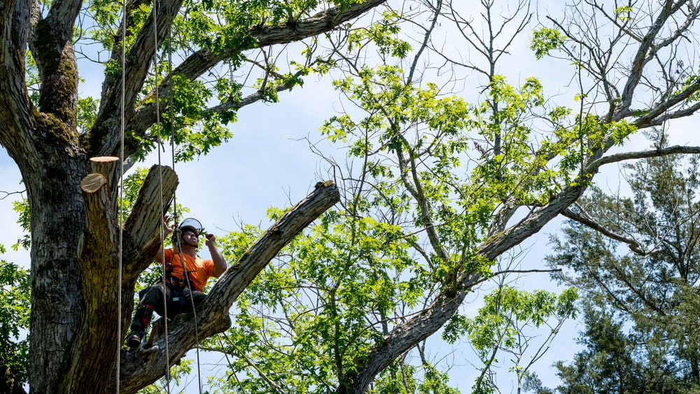 Tree service Lodi